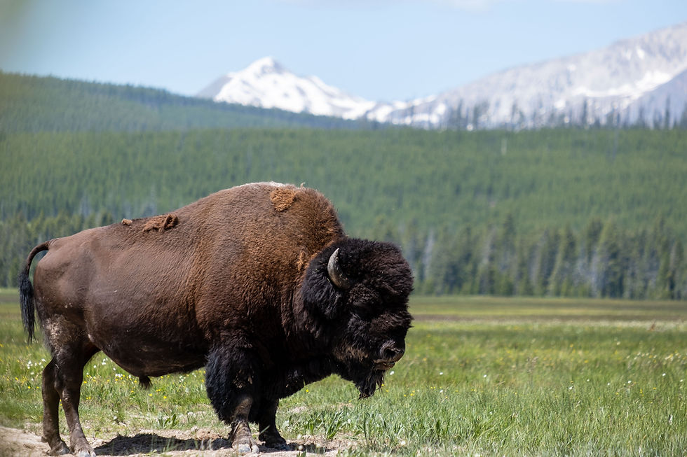summer yellowstone tour