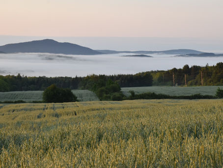 Haferflocken in der Hundeernährung
