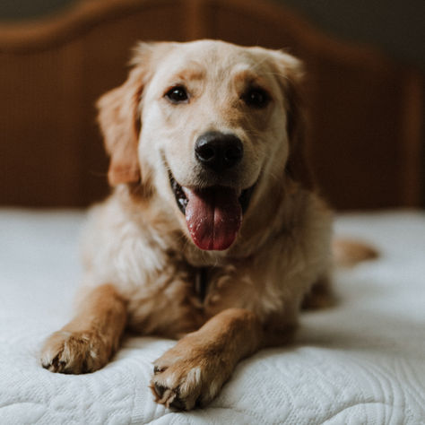 What I Look for in Dog Care When I Travel – Insights from a Pet Sitter and Dog Mom