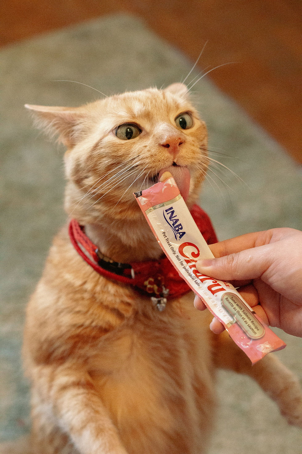 Orange cat in a red collar eagerly licks a snack from a person's hand. The package reads "INABA." Soft indoor lighting, cozy mood.