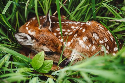 Image by Erika Fletcher