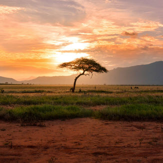 Take action & support The Great Green Wall African-led initiative for reforestation