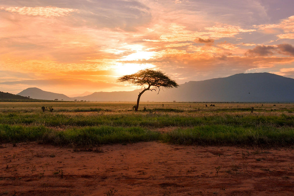 Sunset over a tree on an African desert