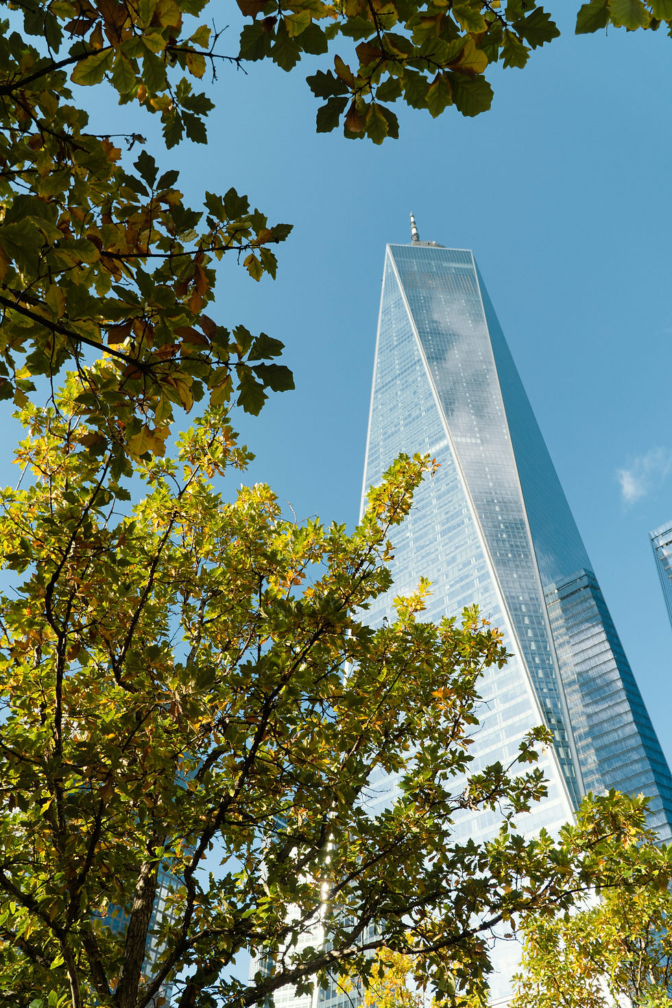 Skyscraper with a reflective glass facade towers above green leafy tree branches against a clear blue sky.
