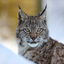 Writer: FireLynx