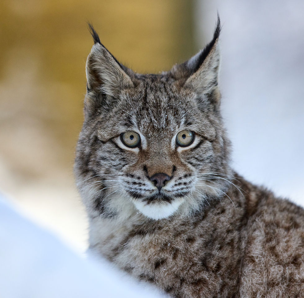 Bringing Them Home: Lynx, Bison and Big-horned Sheep Reintroductions