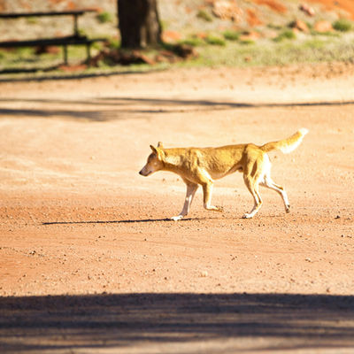 VFF WARNS DINGO LISTING COULD PUT LIVESTOCK AT RISK