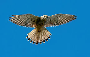 Image by Bob Brewer