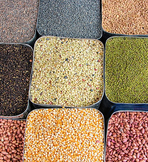Our selection of pulses and beans encompasses a diverse range of legumes. From protein-rich lentils to flavorful chickpeas, these nutritious legumes are vital ingredients in global cuisines. We ensure quality and freshness in every batch.