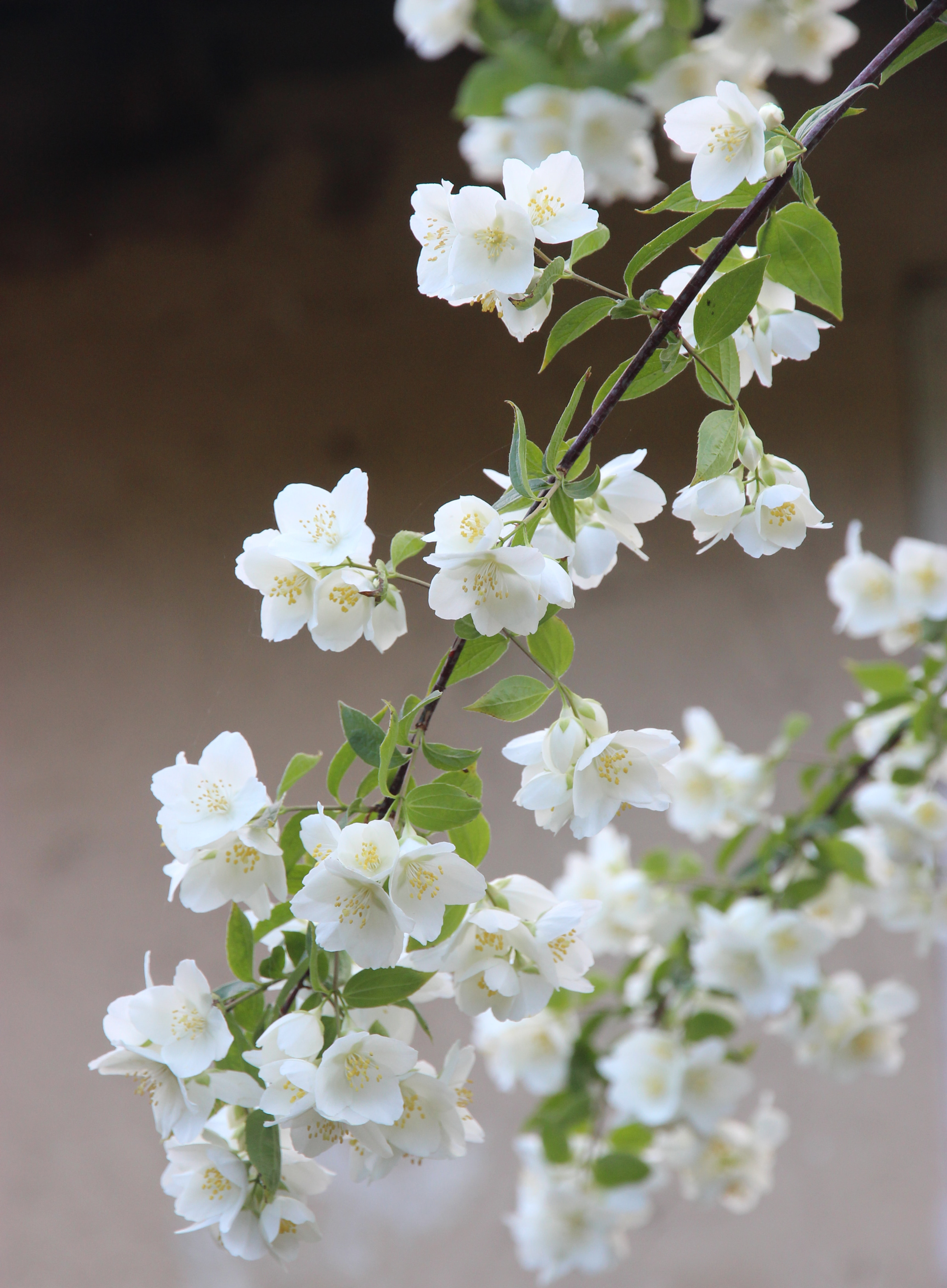 an image of jasmine flowers growing on a branch