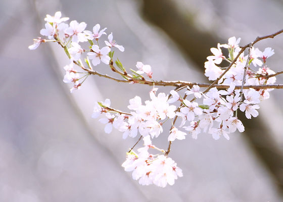 sakulab. | 木元桜皮工芸 | 秋田県の樺細工