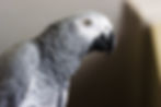 African Gray Parrot Fertile Eggs For Sale