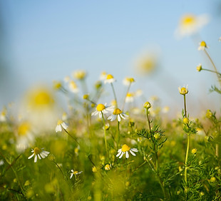 Image by Vedrana Filipović