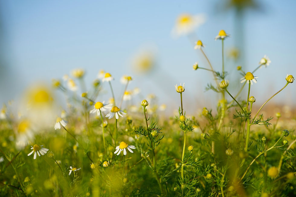 Sustainable Packaging Solutions with International PaperBox