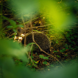 Die Entstehung von Moosbart dem kleinen Igel mit dem Bart aus Moos