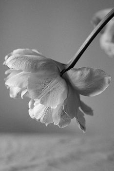 Image by Albina White