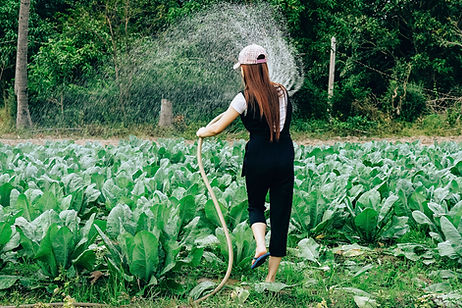 Image by Tony Pham