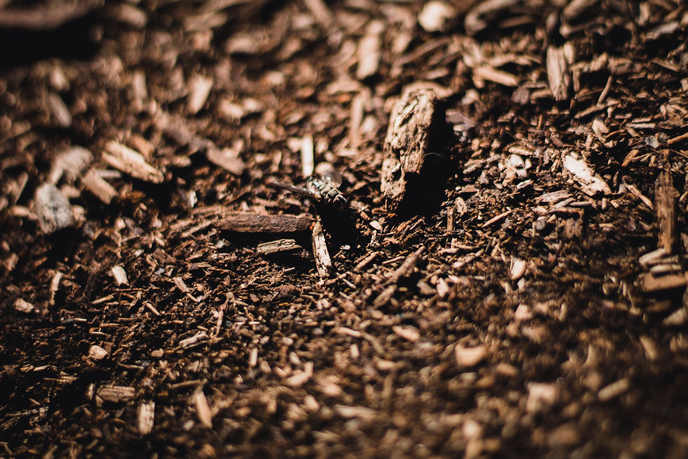 Mulch Giveaway