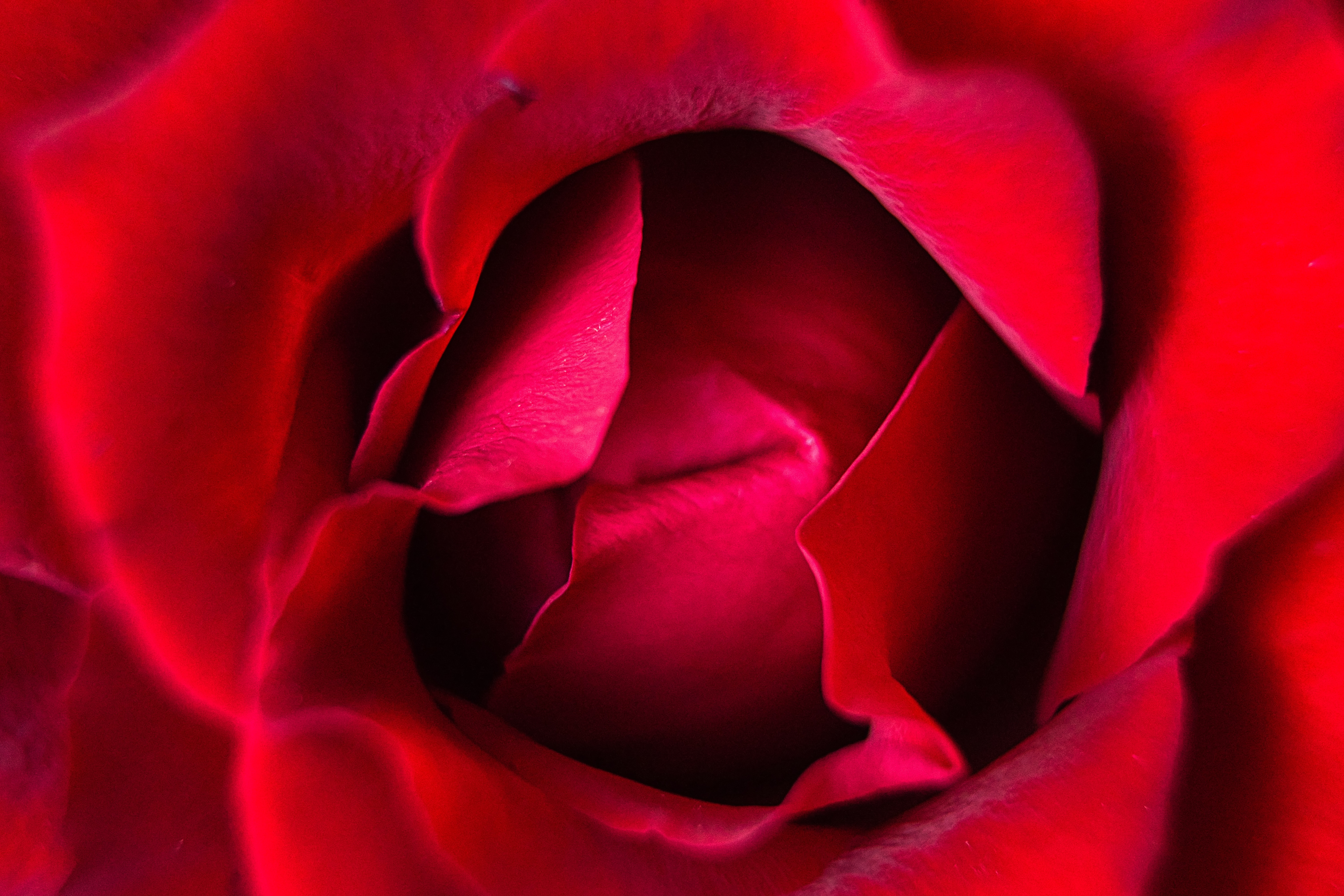 Close-up of a red rose — photograph by Joran Quinten