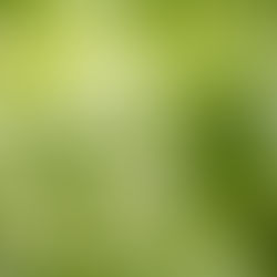 一朵花的故事:痛苦並不是終點