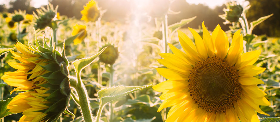 PARISH NEWS - 15 August 2021