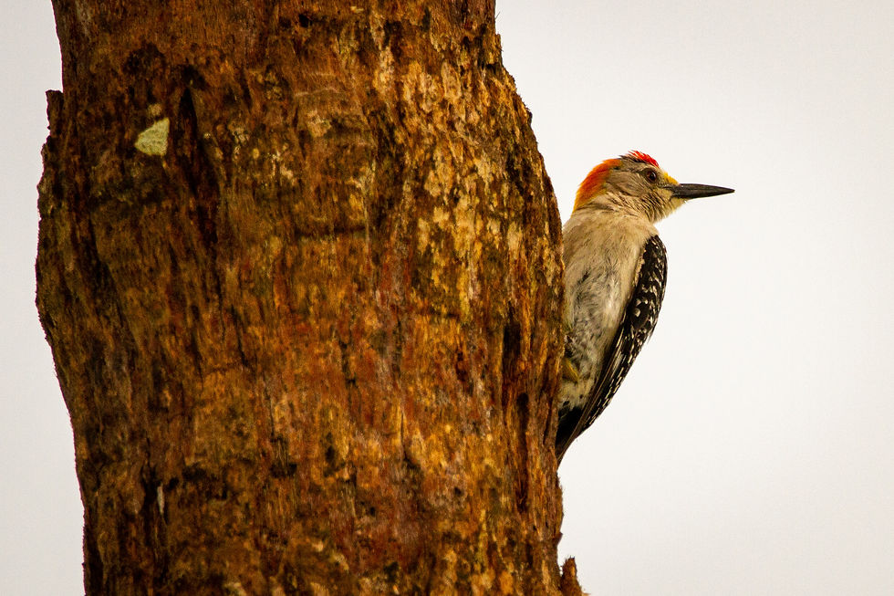 Woodpecker on trunk of tree