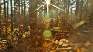 Indigenous Perspectives