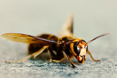 Image by Daniel Höhe