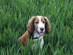 cane mangia erba, perché i cani mangiano erba, cane vomita erba, salute del cane, digestione cane, problemi gastrointestinali cane, fibre nella dieta cane, comportamento cane, ansia cane, noia cane, masticare erba cane, appetito cane, cane malattia, cane dieta, cane intestino, teleconsulto veterinario, telemedicina veterinaria, veterinario a domicilio, alimentazione cane, cure cane, sintomi cane, vomito cane, diarrea cane, perdita peso cane, attività fisica cane, igiene orale cane, benessere cane, rimedi cane, Televet, consigli veterinari