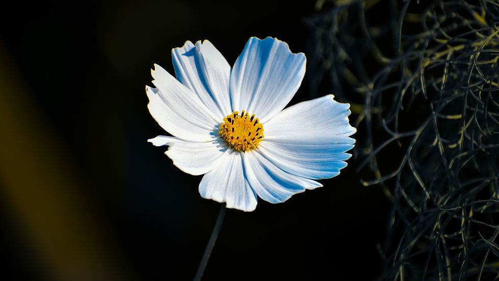 White flower with a black background