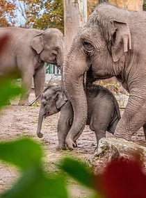 Chester Zoo