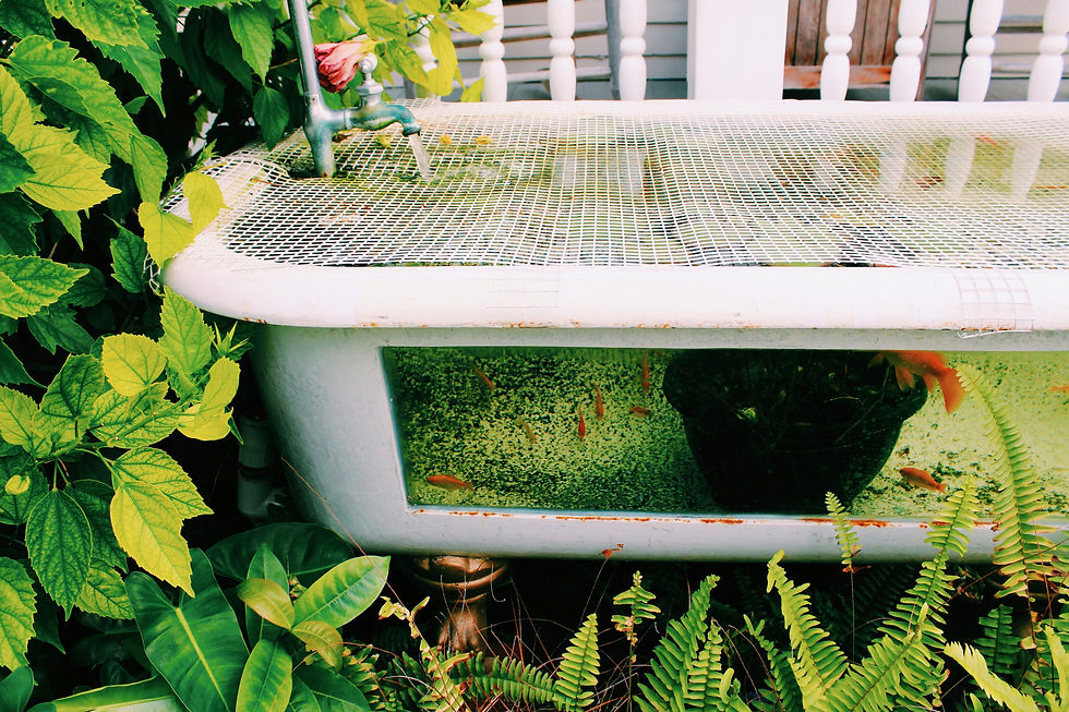 Bathtub repurposed for planting