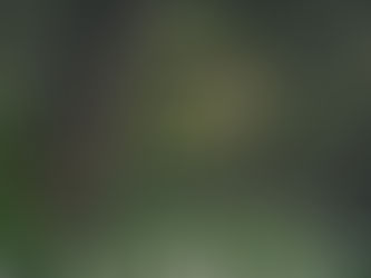 Walking the Tides: Foraging 101