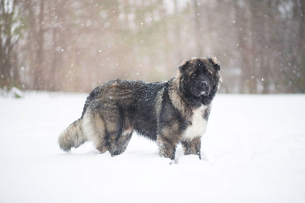 Leonberger na snijegu