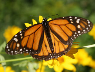 MONARCHS, MEMORIES AND MIRACLES