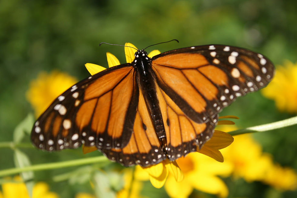 Orange and black butterfly perched on a yellow flower, with a blurred green and yellow background, conveying a serene mood.
