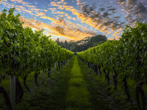 VIP NYC Transfers - Private Transportation for Vineyard Visits from NYC