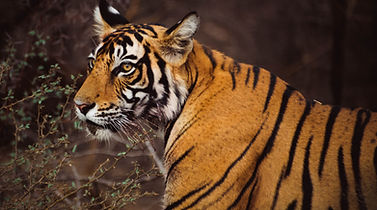 Wild animals in their natural habitat during a safari tour in India
