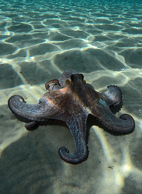 Gran Canaria Octopus