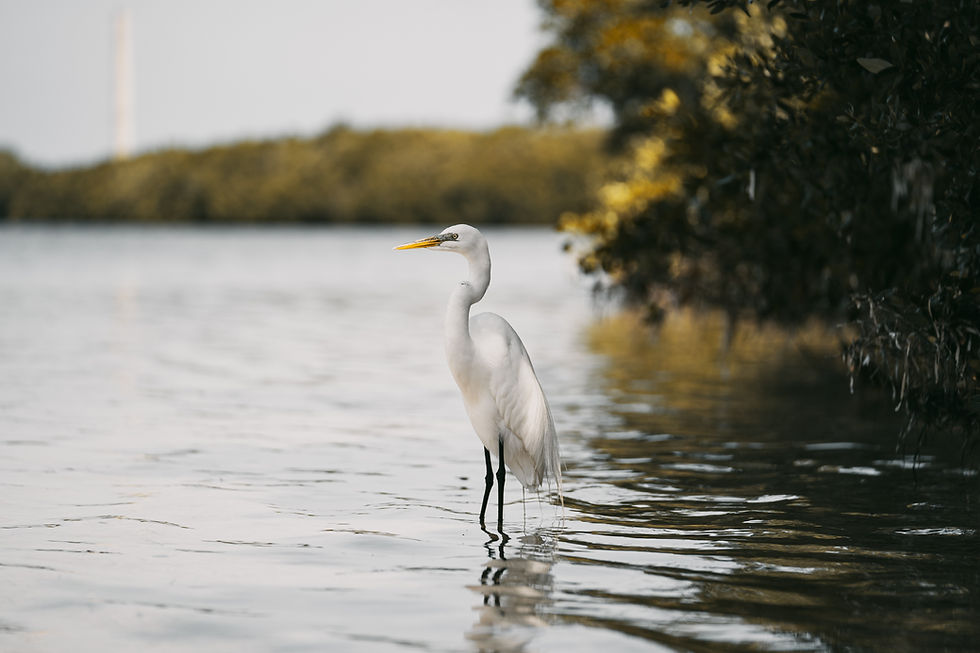 Image by Chris Andrews