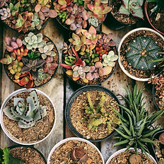 Succulent Arrangement