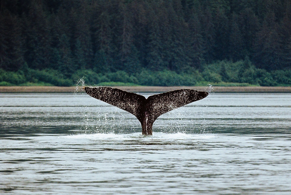 Image of the fin of a whale by Deon van Zylle