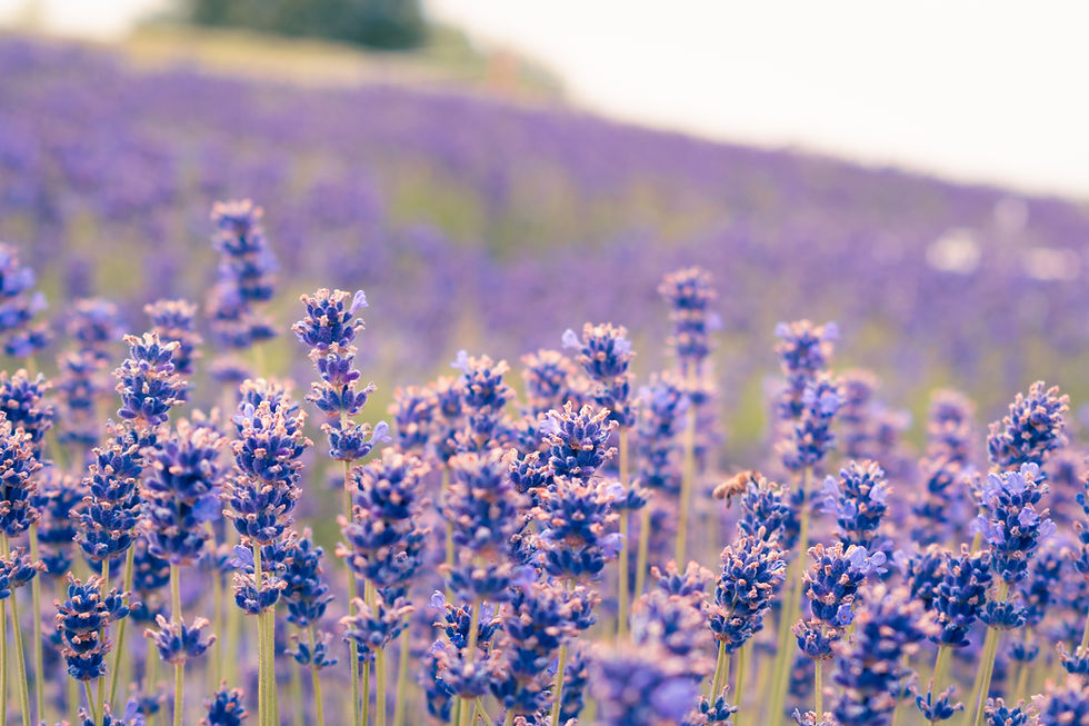 Lavendelfeld in voller Blüte mit lila Blumen. Unschärfer Hintergrund, ruhige, natürliche Stimmung.