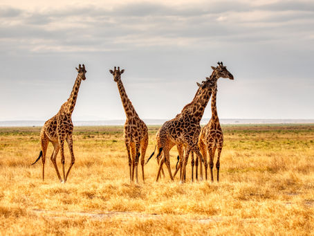 Why you should visit Kenya