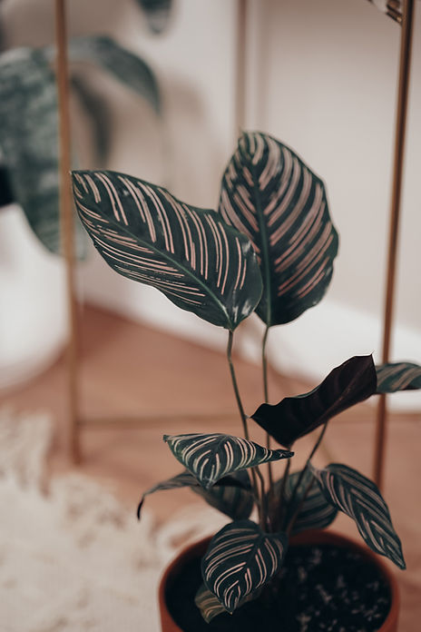 Image by Nadezhda Spasibenko