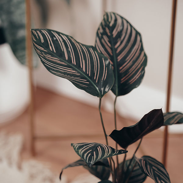 Image by Nadezhda Spasibenko