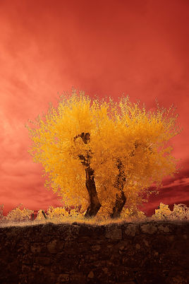 Image by Wolfgang Hasselmann