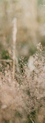 Image by Annie Spratt