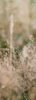 Image by Annie Spratt