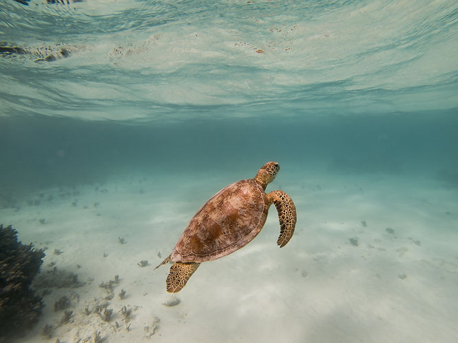 Image by Mariano Carpentier
